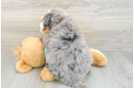 Playful Mini Bernesepoo Poodle Mix Puppy