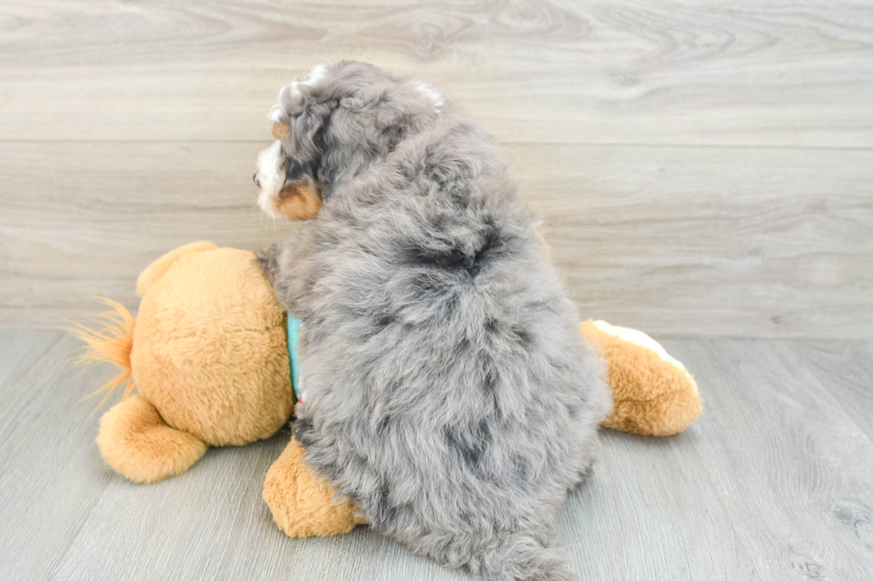 Playful Mini Bernesepoo Poodle Mix Puppy