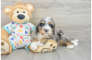 Mini Bernedoodle Pup Being Cute