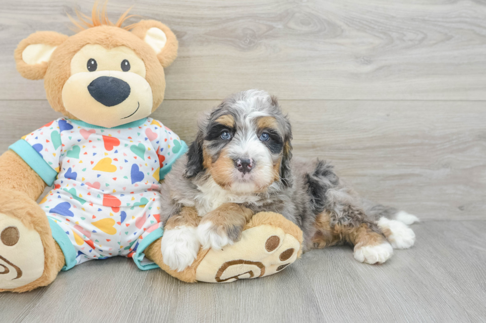 Mini Bernedoodle Pup Being Cute