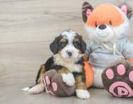 7 week old Mini Bernedoodle Puppy For Sale - Florida Fur Babies