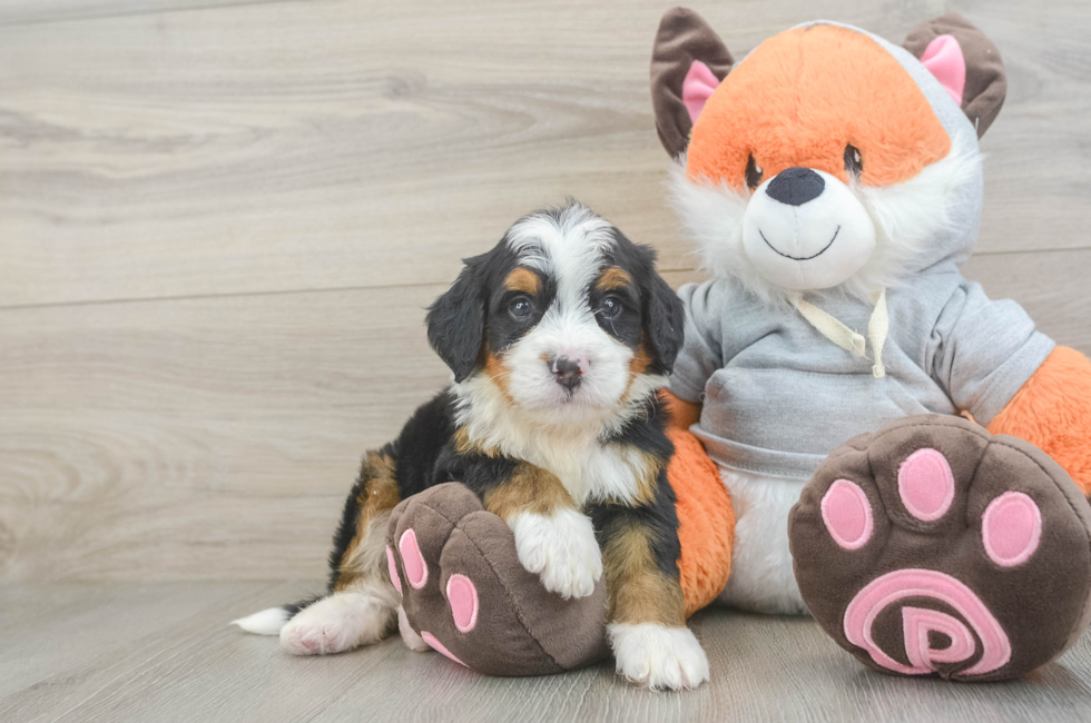 5 week old Mini Bernedoodle Puppy For Sale - Florida Fur Babies