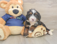 6 week old Mini Bernedoodle Puppy For Sale - Florida Fur Babies