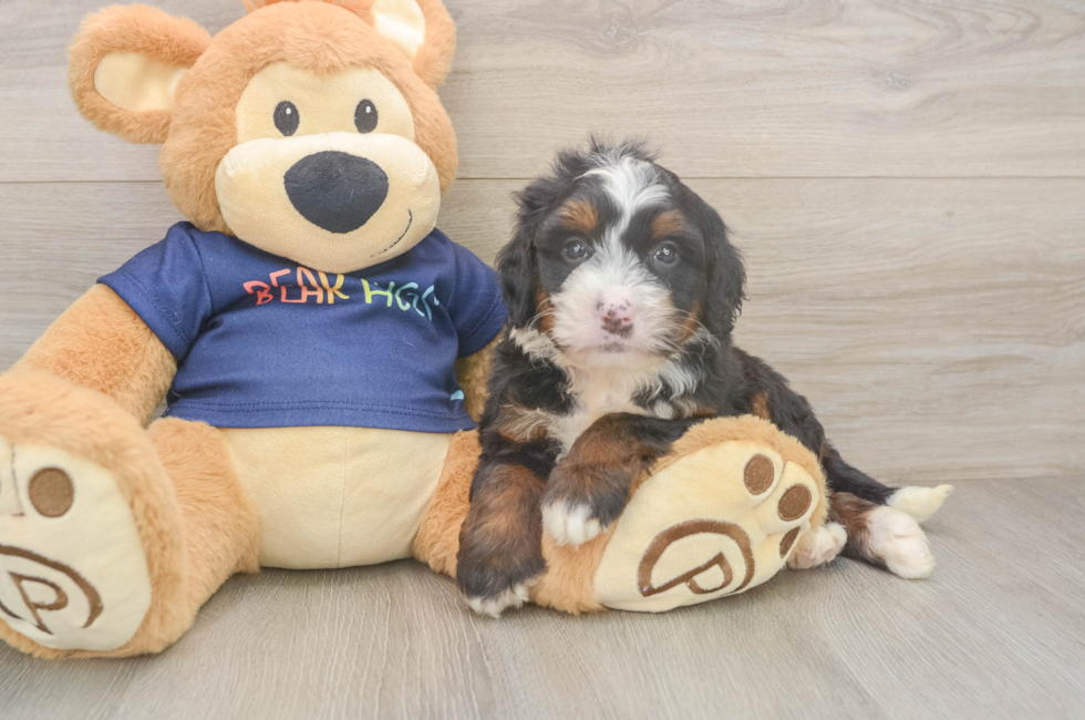 5 week old Mini Bernedoodle Puppy For Sale - Florida Fur Babies
