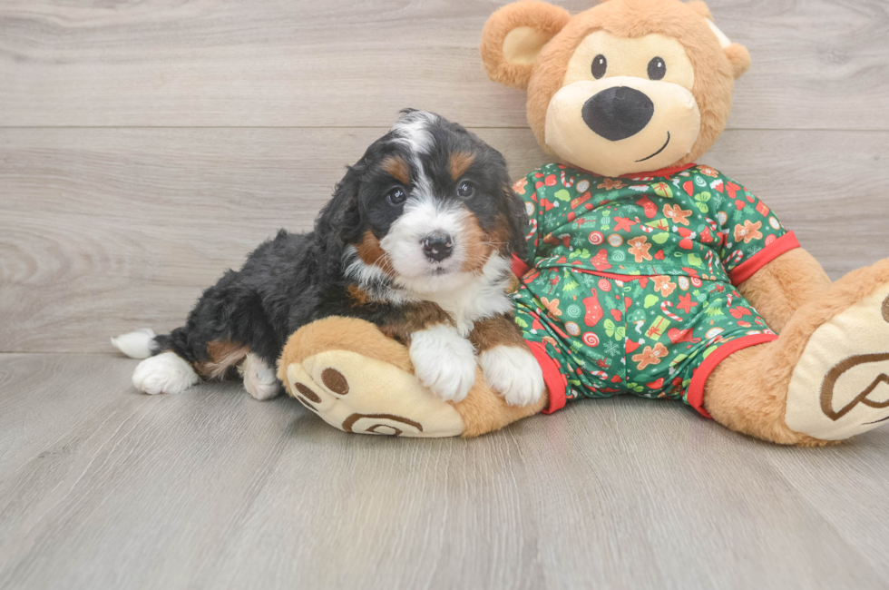5 week old Mini Bernedoodle Puppy For Sale - Florida Fur Babies