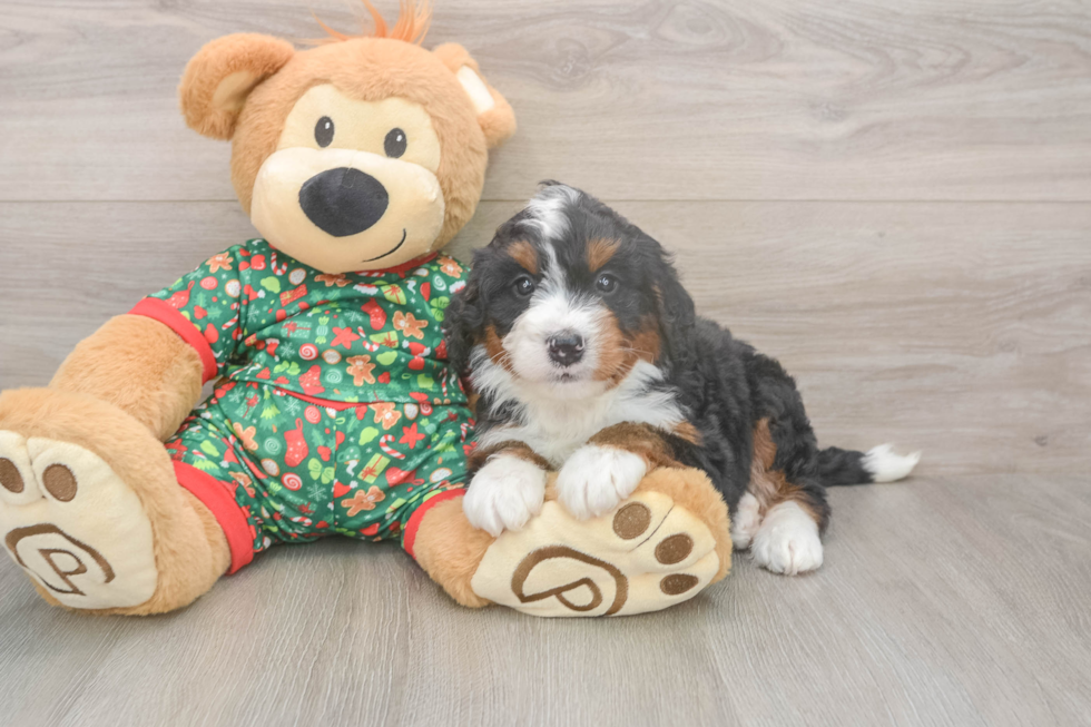 Fluffy Mini Bernedoodle Poodle Mix Pup