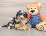 5 week old Mini Bernedoodle Puppy For Sale - Florida Fur Babies