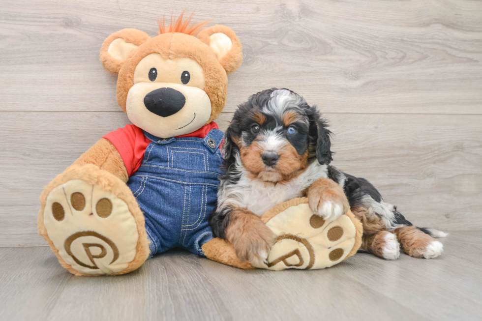 Funny Mini Bernedoodle Poodle Mix Pup