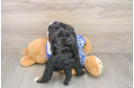 Mini Bernedoodle Puppy for Adoption