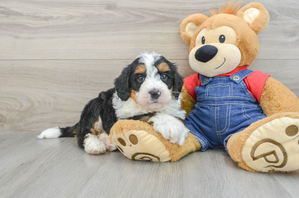 5 week old Mini Bernedoodle Puppy For Sale - Florida Fur Babies