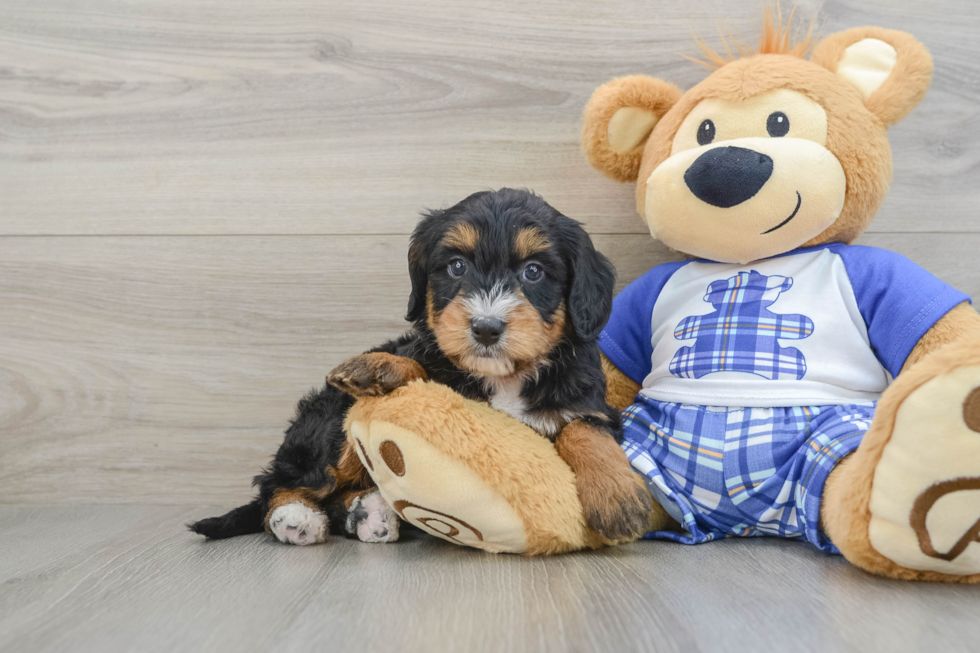 Small Mini Bernedoodle Baby