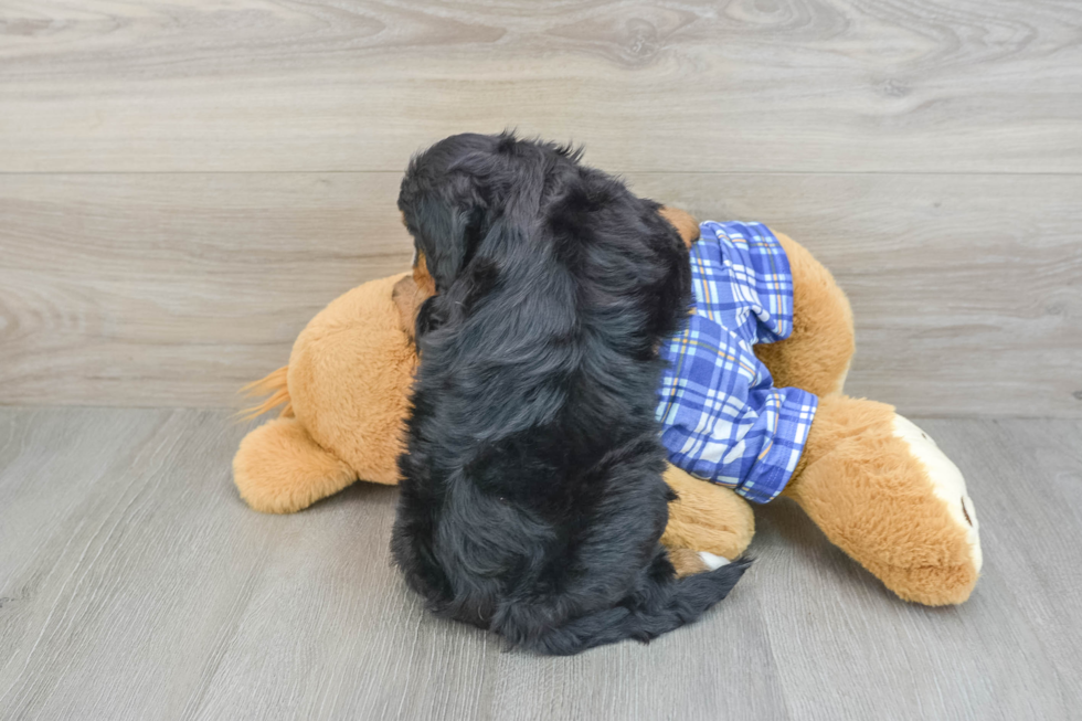 Best Mini Bernedoodle Baby