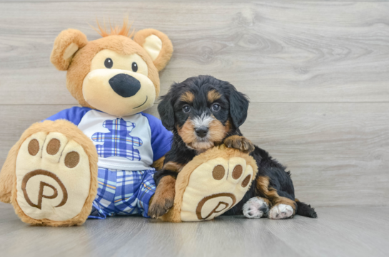 Mini Bernedoodle Pup Being Cute