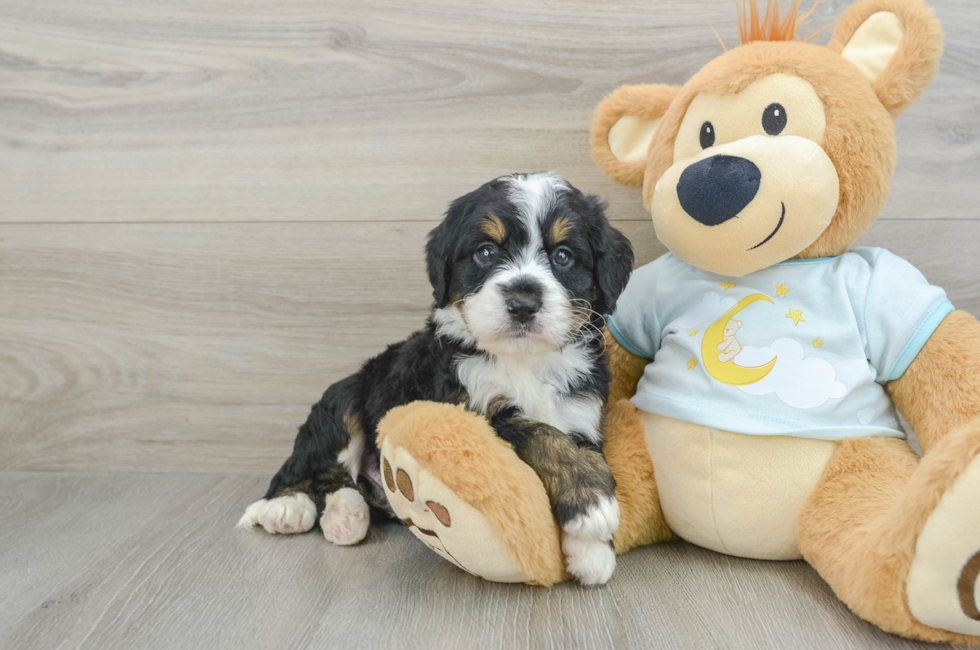 7 week old Mini Bernedoodle Puppy For Sale - Florida Fur Babies