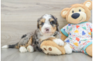 Best Mini Bernedoodle Baby