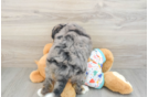 Smart Mini Bernedoodle Poodle Mix Pup
