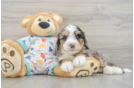 Best Mini Bernedoodle Baby