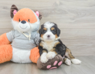 6 week old Mini Bernedoodle Puppy For Sale - Florida Fur Babies