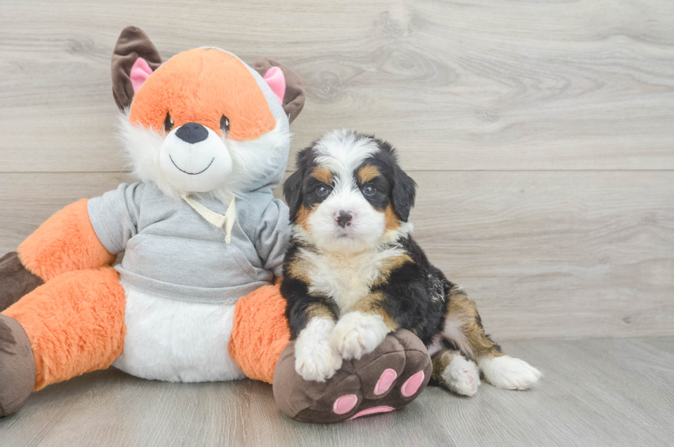 5 week old Mini Bernedoodle Puppy For Sale - Florida Fur Babies