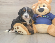 6 week old Mini Bernedoodle Puppy For Sale - Florida Fur Babies