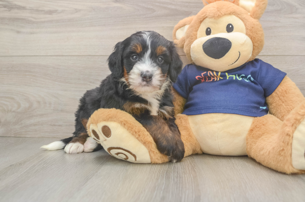 5 week old Mini Bernedoodle Puppy For Sale - Florida Fur Babies