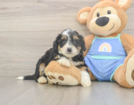 6 week old Mini Bernedoodle Puppy For Sale - Florida Fur Babies