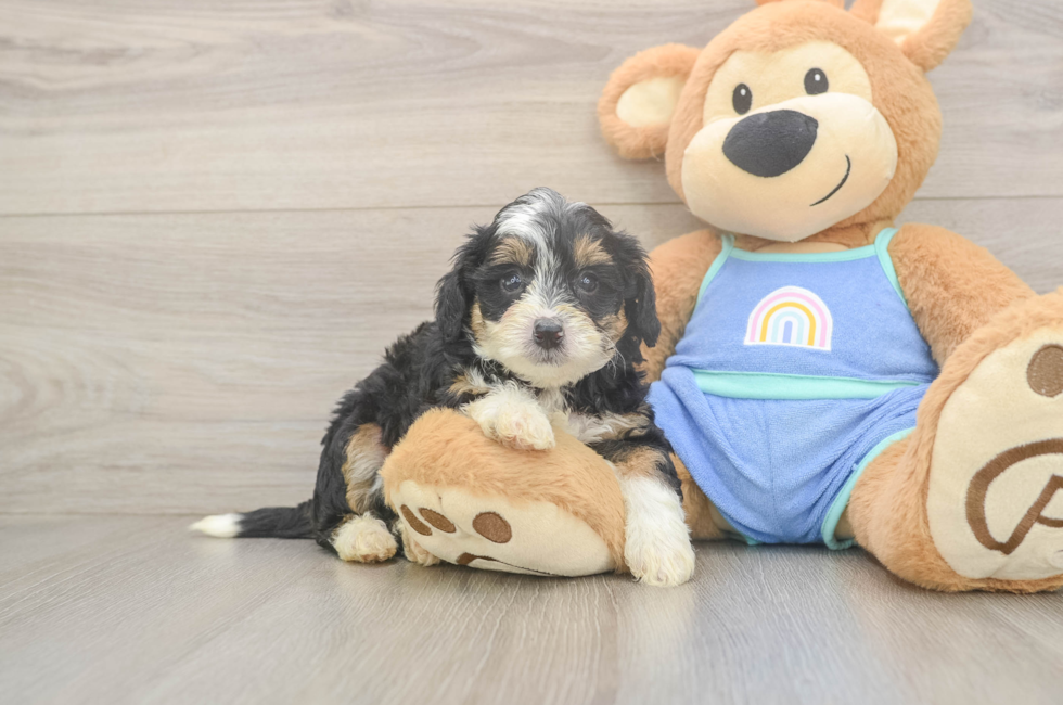 6 week old Mini Bernedoodle Puppy For Sale - Florida Fur Babies