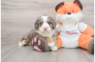 Mini Bernedoodle Puppy for Adoption