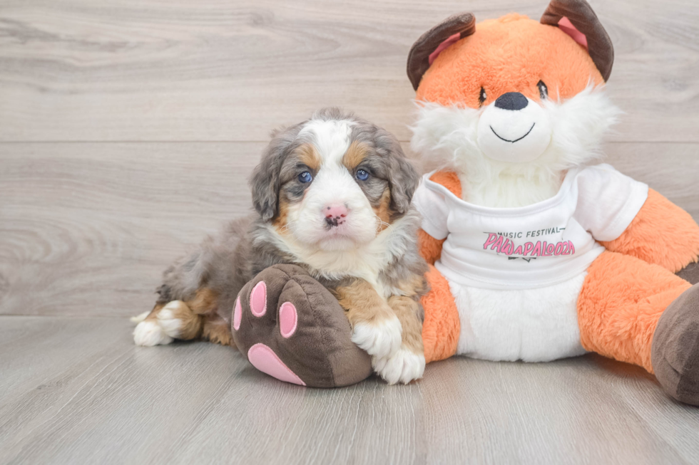 Mini Bernedoodle Puppy for Adoption