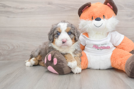 Mini Bernedoodle Puppy for Adoption