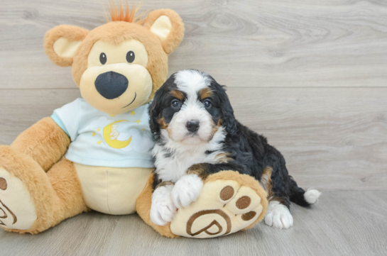 Playful Mini Bernadoodle Poodle Mix Puppy