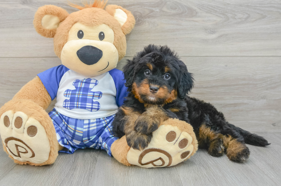 6 week old Mini Bernedoodle Puppy For Sale - Florida Fur Babies