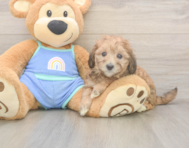 6 week old Mini Bernedoodle Puppy For Sale - Florida Fur Babies