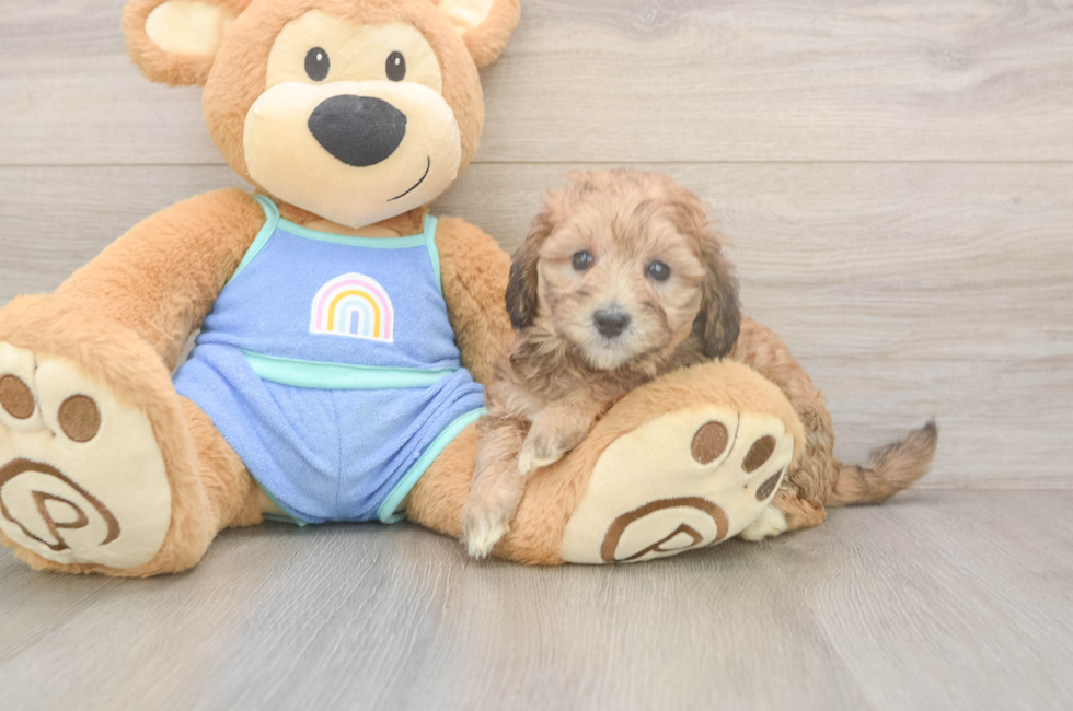 6 week old Mini Bernedoodle Puppy For Sale - Florida Fur Babies