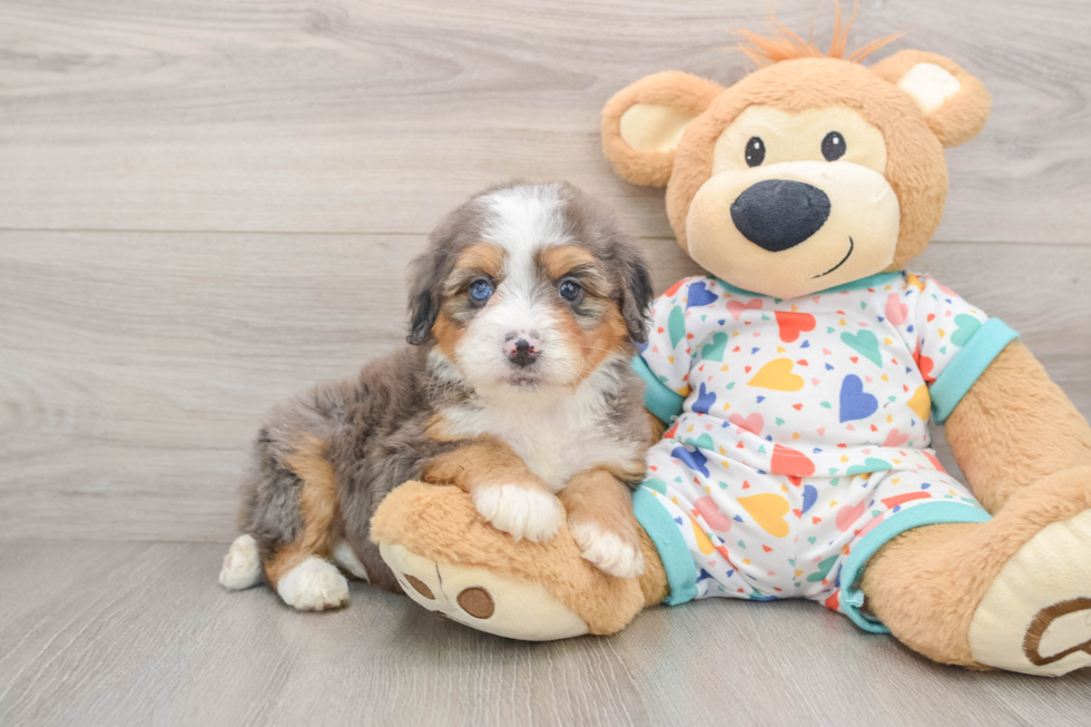 Mini Bernedoodle Pup Being Cute