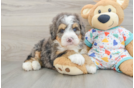 Mini Bernedoodle Puppy for Adoption