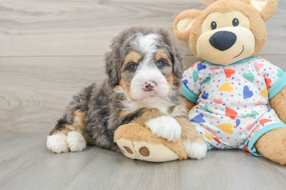 Mini Bernedoodle Puppy for Adoption