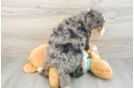Mini Bernedoodle Pup Being Cute