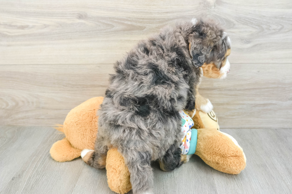 Mini Bernedoodle Pup Being Cute