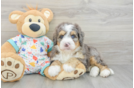 Hypoallergenic Mini Bernadoodle Poodle Mix Puppy