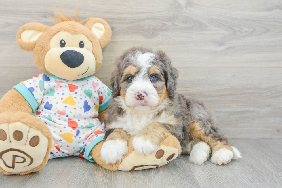 Hypoallergenic Mini Bernadoodle Poodle Mix Puppy