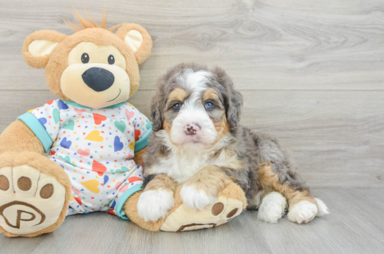 Hypoallergenic Mini Bernadoodle Poodle Mix Puppy