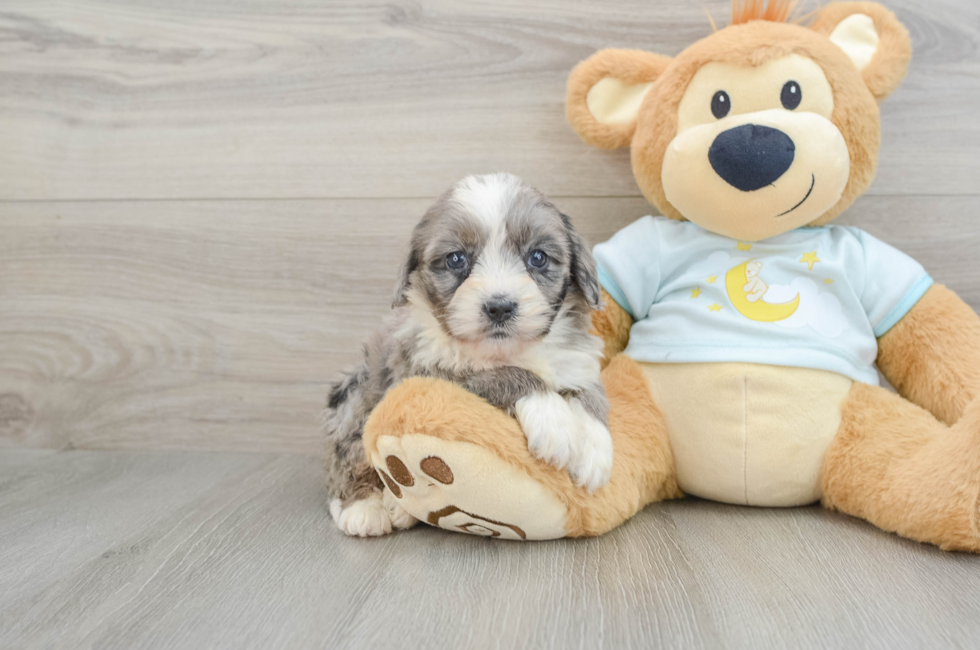 7 week old Mini Bernedoodle Puppy For Sale - Florida Fur Babies