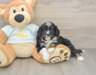 7 week old Mini Bernedoodle Puppy For Sale - Florida Fur Babies