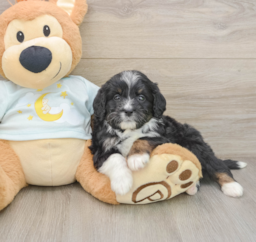 7 week old Mini Bernedoodle Puppy For Sale - Florida Fur Babies