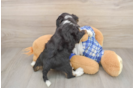 Energetic Mini Bernese Poodle Poodle Mix Puppy