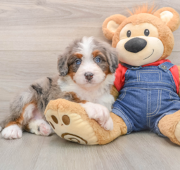 6 week old Mini Bernedoodle Puppy For Sale - Florida Fur Babies