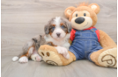 Funny Mini Bernedoodle Poodle Mix Pup
