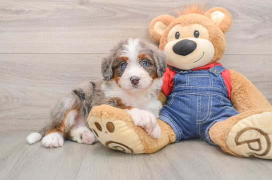 Funny Mini Bernedoodle Poodle Mix Pup