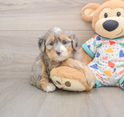 6 week old Mini Bernedoodle Puppy For Sale - Florida Fur Babies